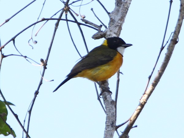 Rusty-breasted Whistler