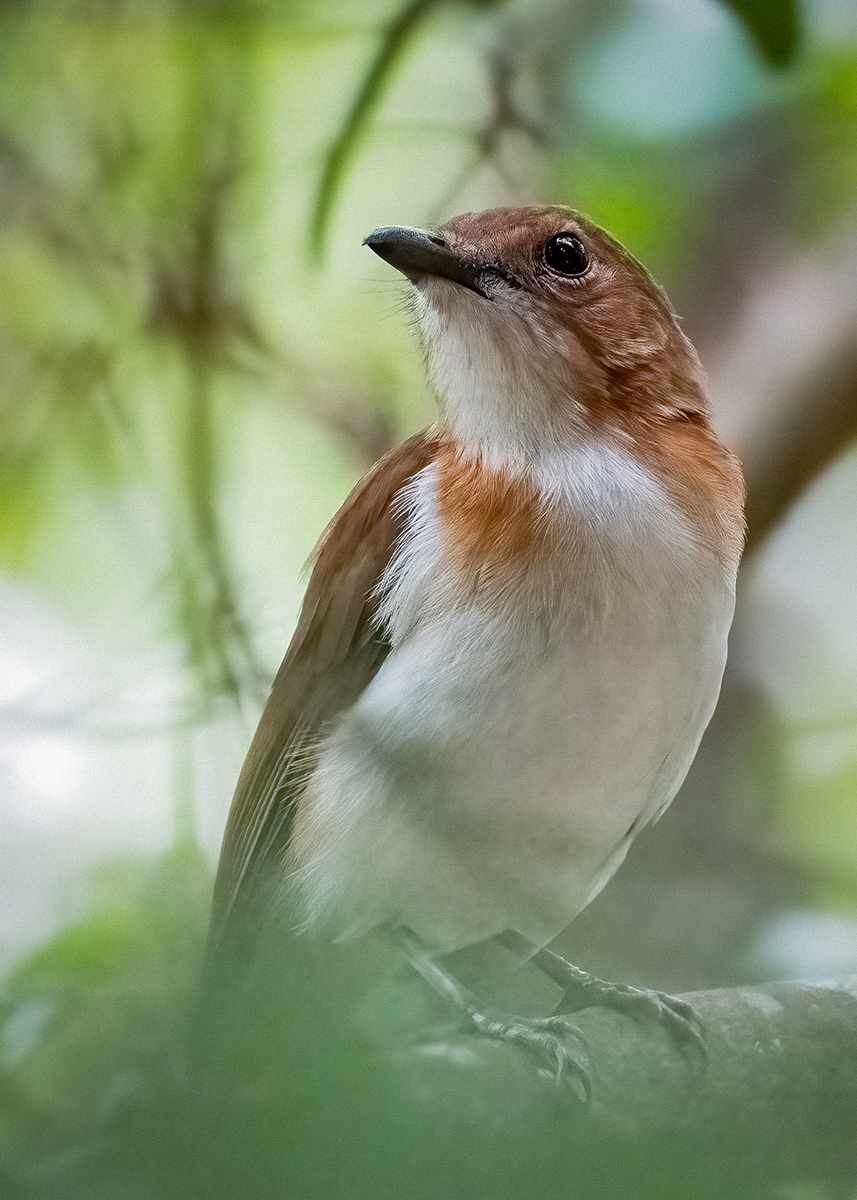 White-vented Whistler