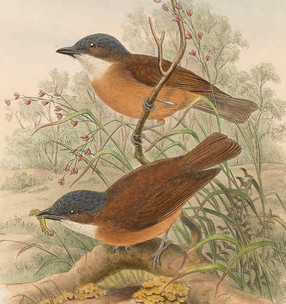 Rusty Whistler