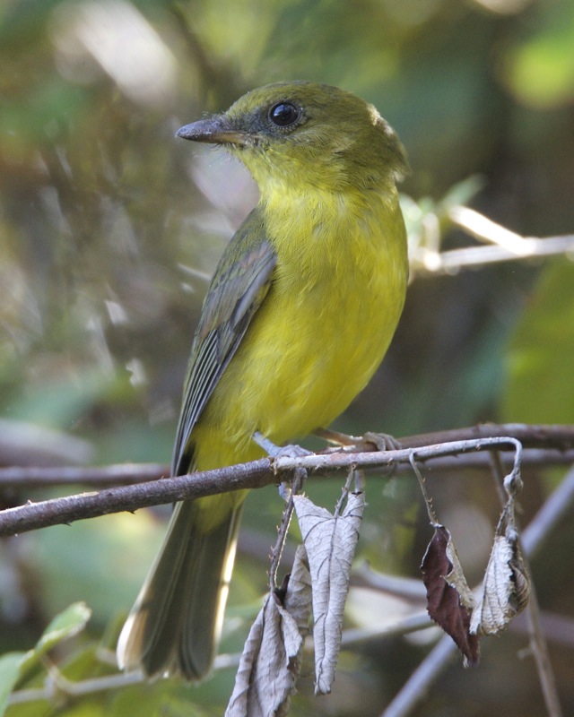 Bornean Whistler