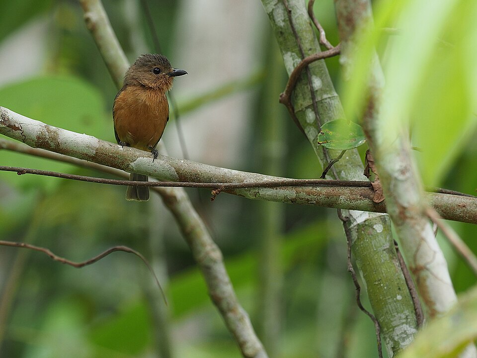 Cinnamon-breasted Whistler