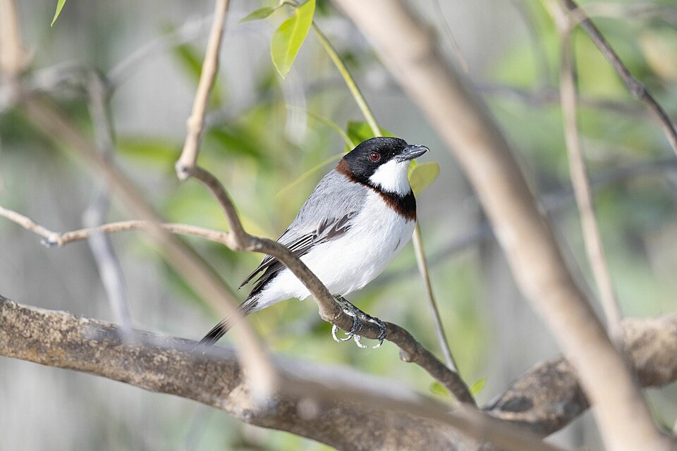 White-breasted Whistler