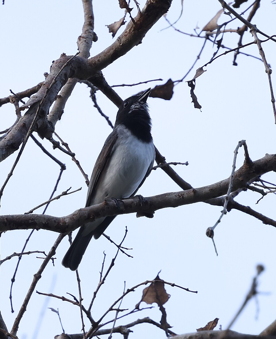 White-bellied Whistler