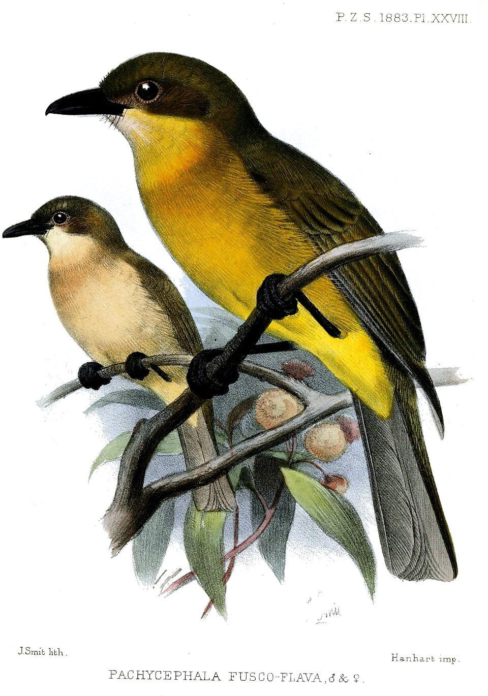 Yellow-throated Whistler