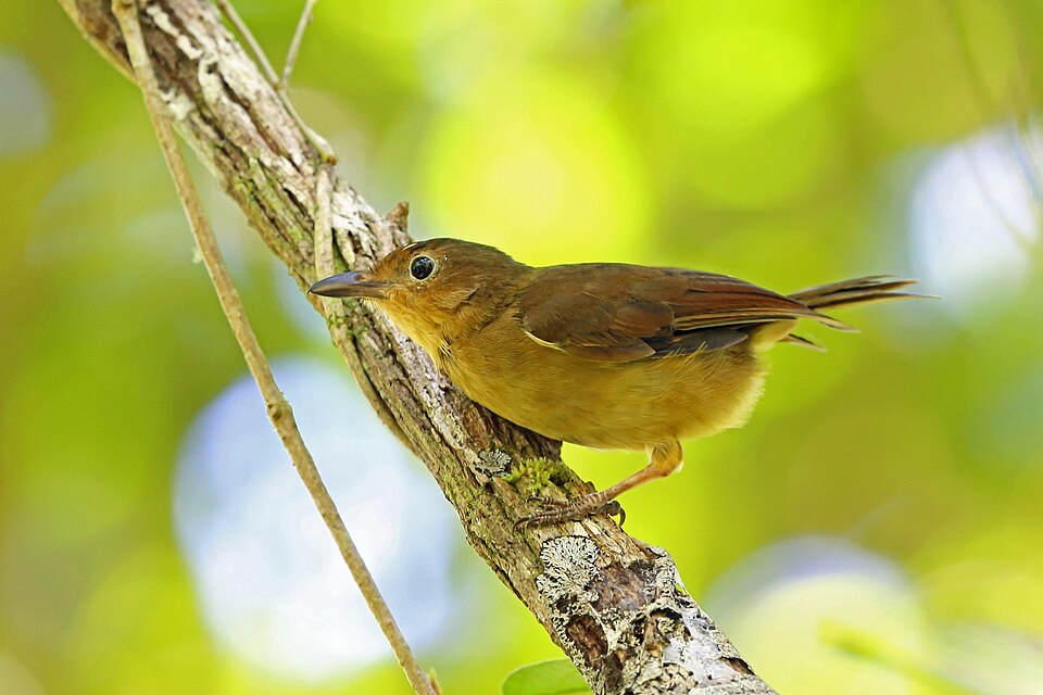 Biak Whistler