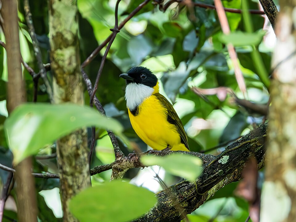 Black-chinned Whistler