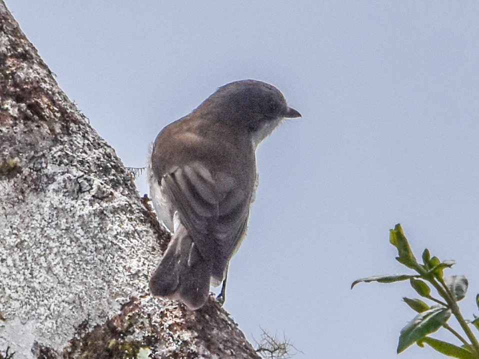 Brown-backed Whistler