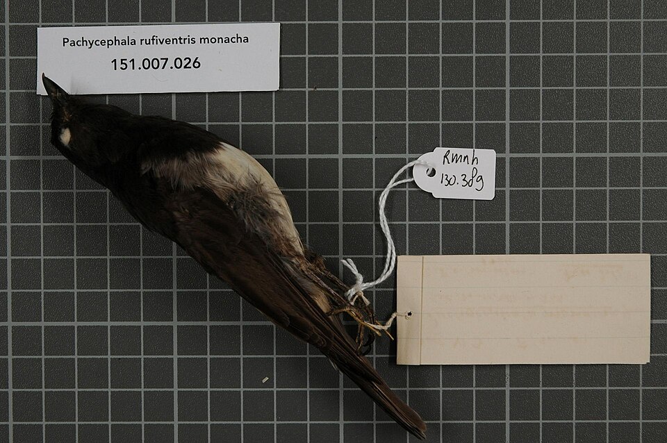 Black-headed Whistler