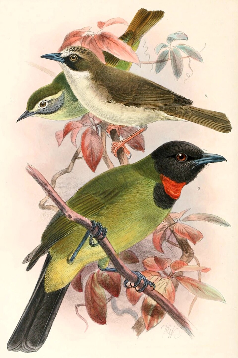 Bare-throated Whistler