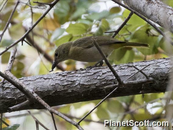 Fawn-breasted Whistler