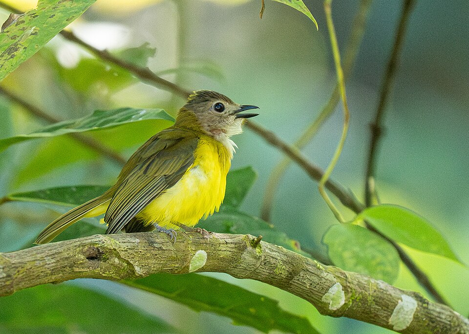 Yellow-bellied Whistler