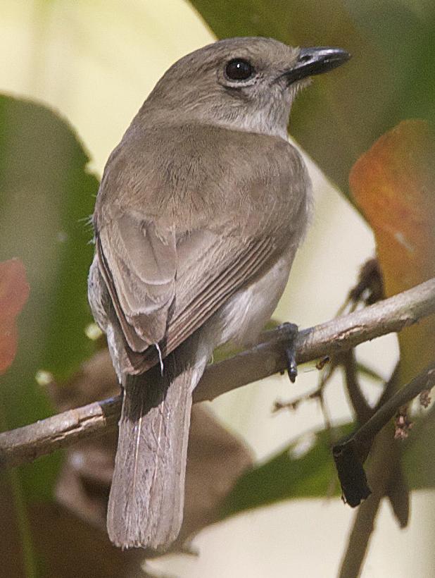 Grey Whistler