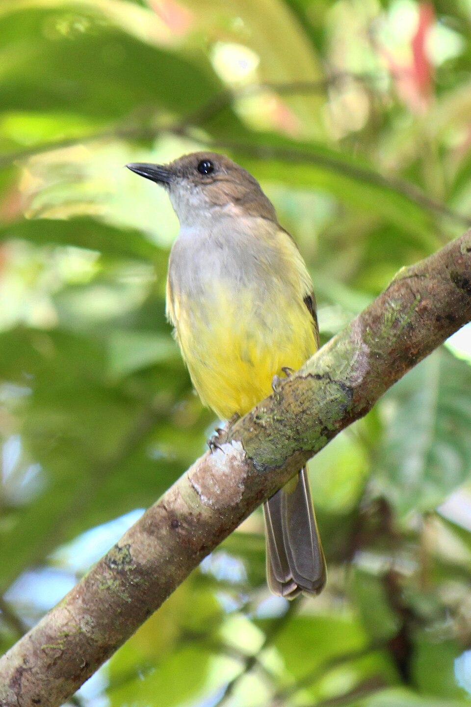 Sulphur-vented Whistler