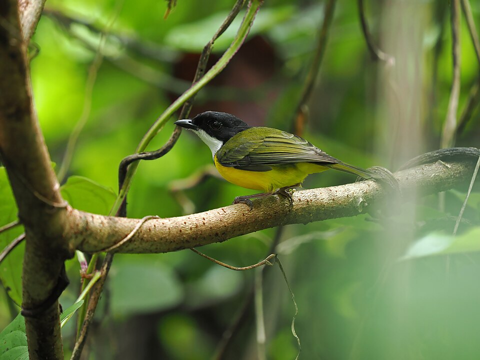 Fiji Whistler