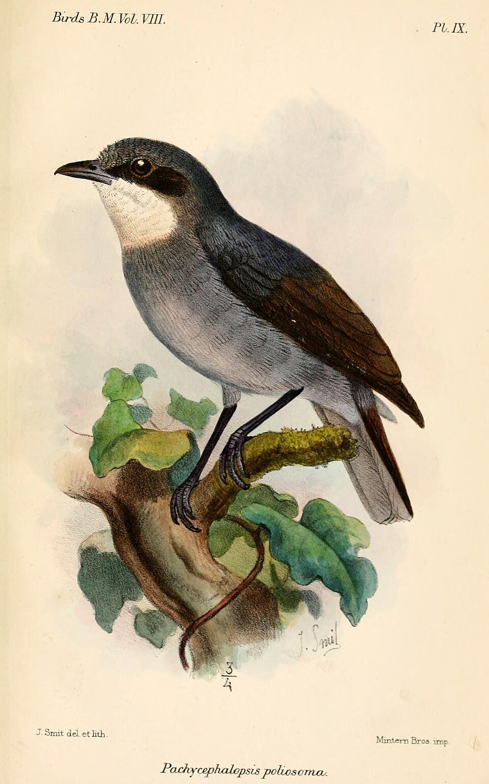 White-eyed Robin