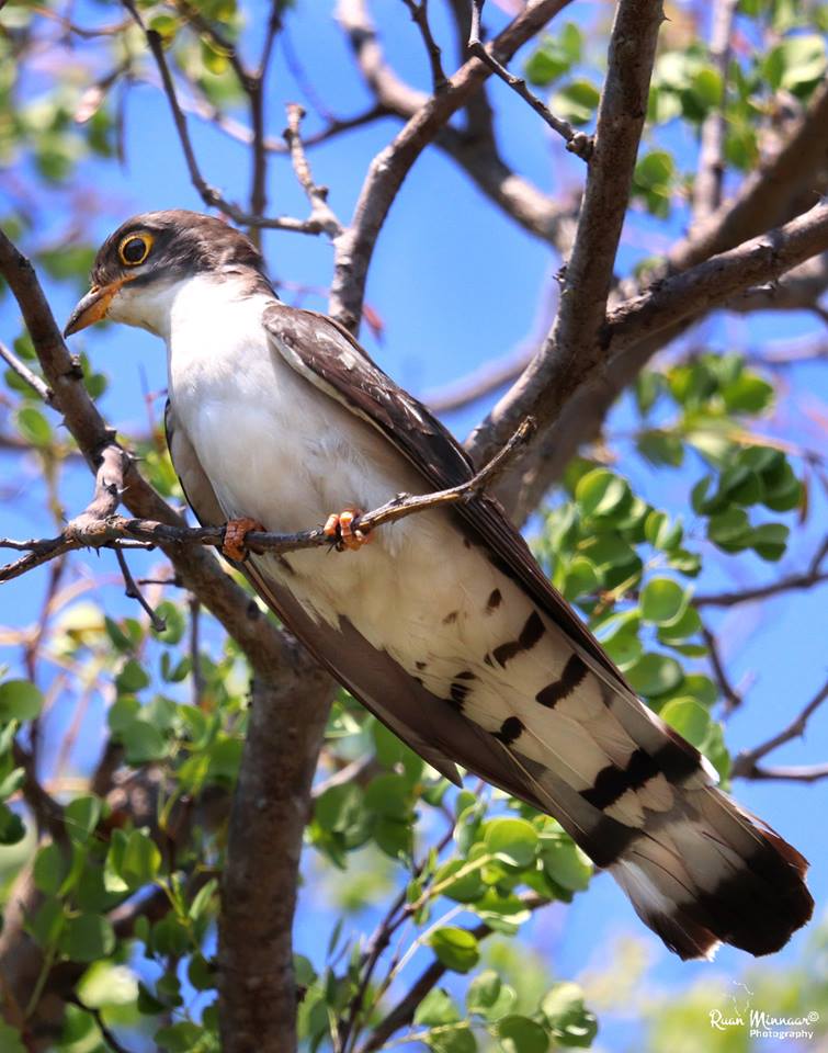 Thick-billed Cuckoo