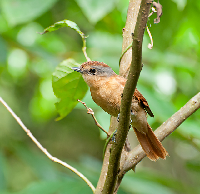 Chestnut-crowned Becard