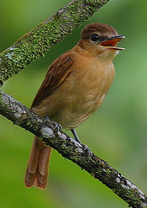 Cinnamon Becard