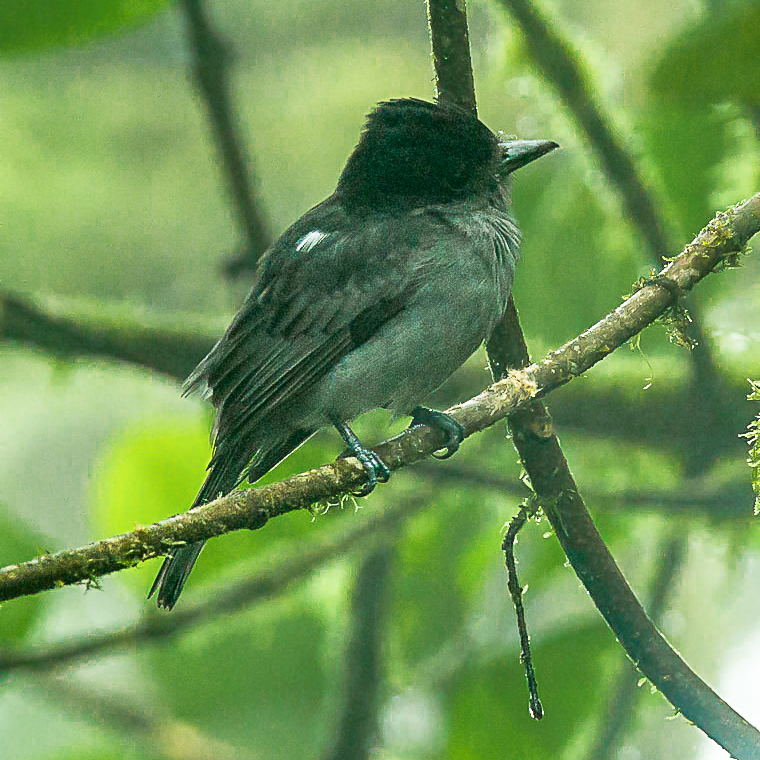 One-colored Becard