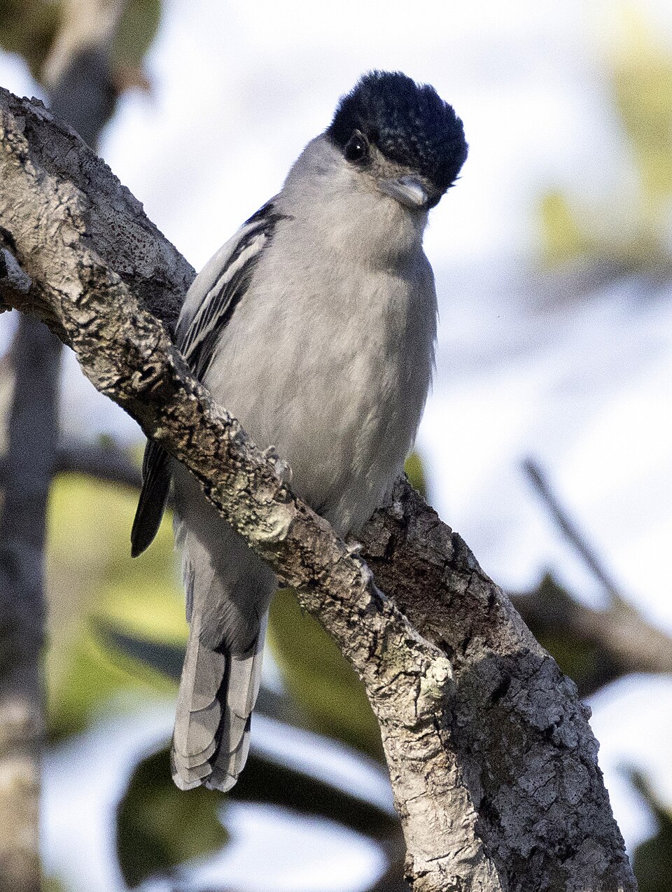Grey-collared Becard