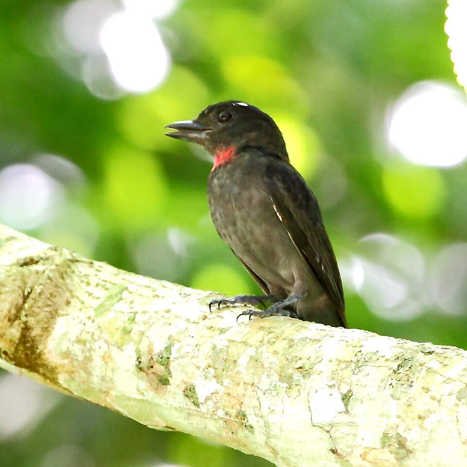 Pink-throated Becard