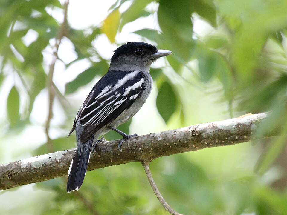 White-winged Becard