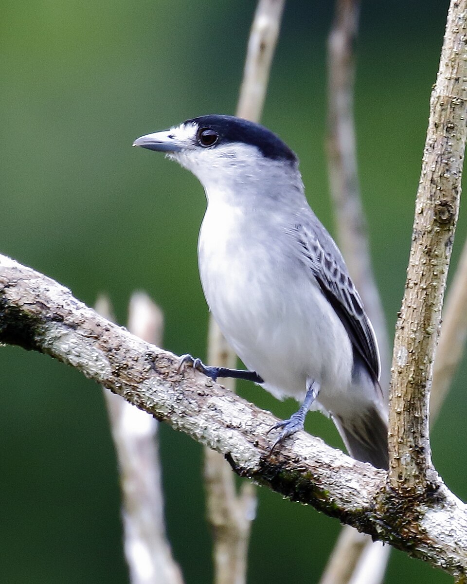 Cinereous Becard