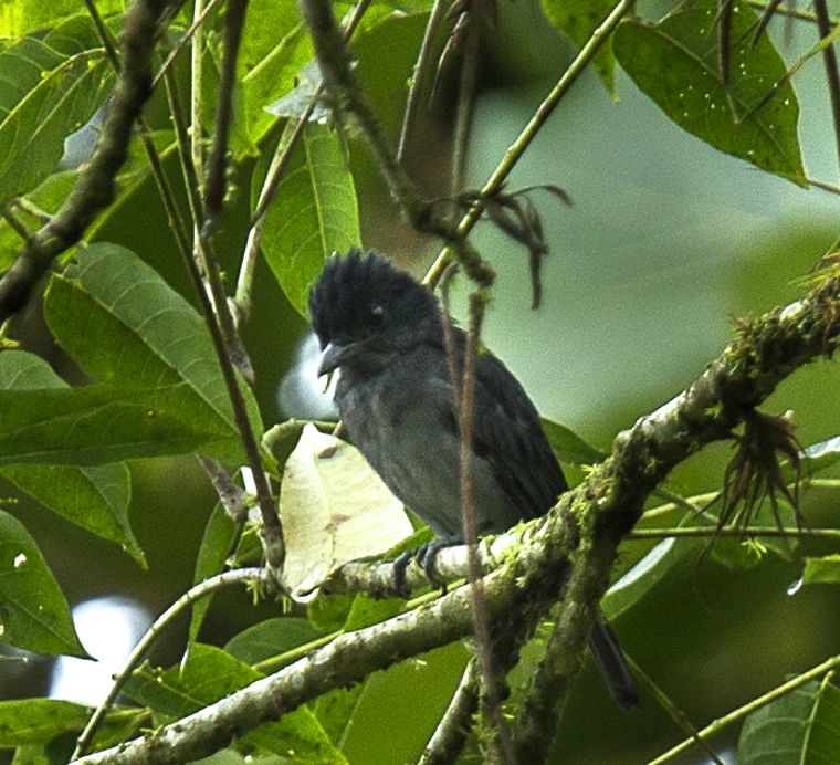 Slaty Becard