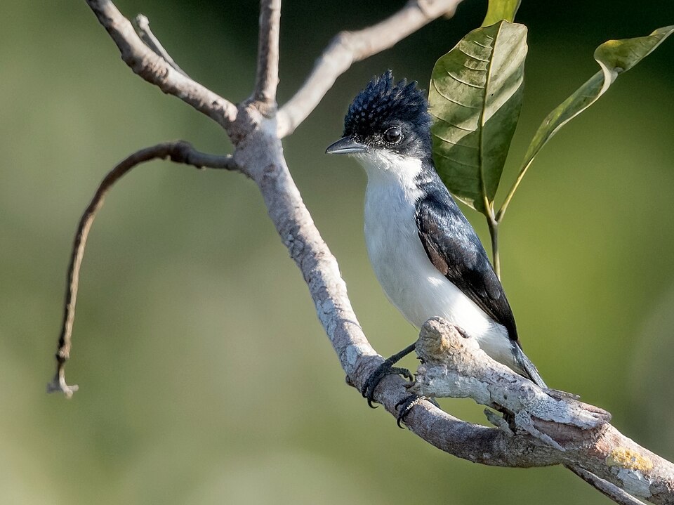 Glossy-backed Becard