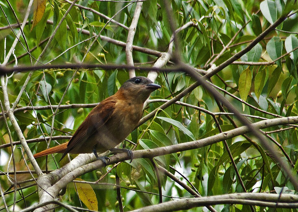 Crested Becard