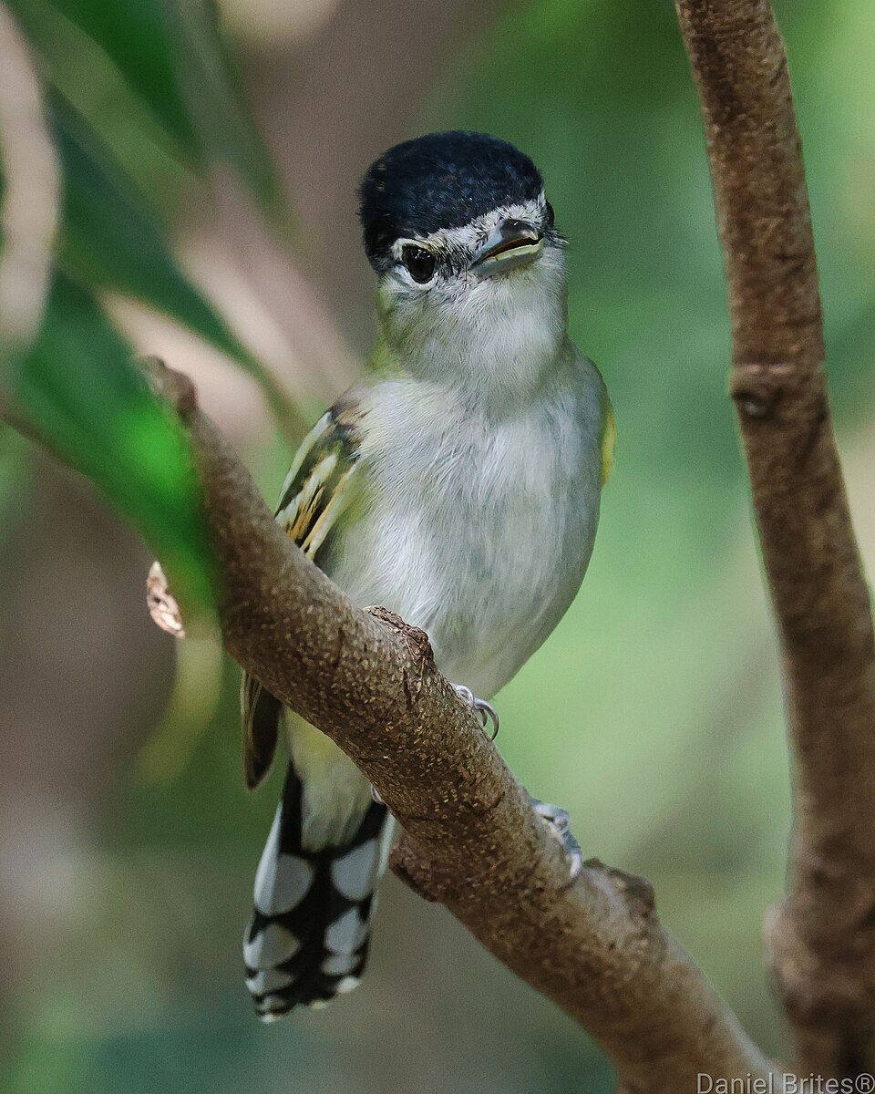 Green-backed Becard