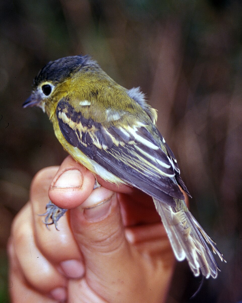 Yellow-cheeked Becard