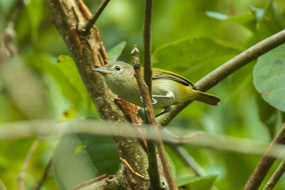 Golden-fronted Greenlet
