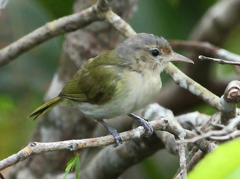 Buff-cheeked Greenlet