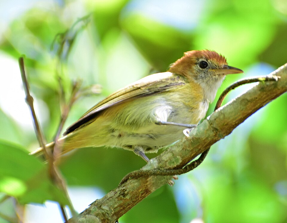 Rufous-naped Greenlet