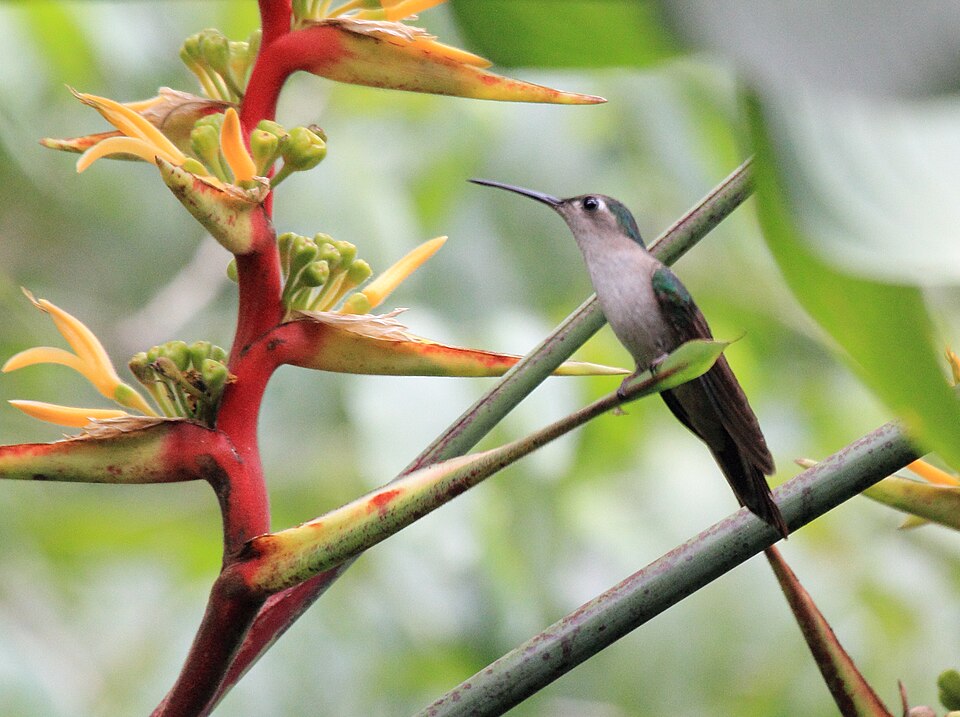 Curve-winged Sabrewing
