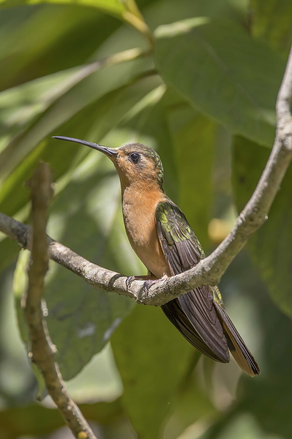 Rufous Sabrewing