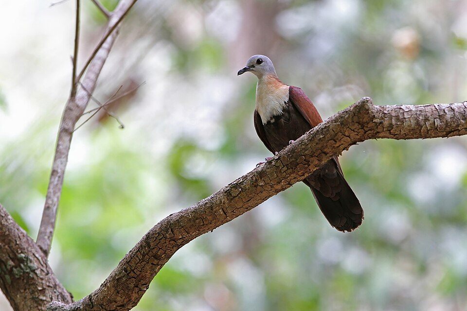 Wetar Ground Dove