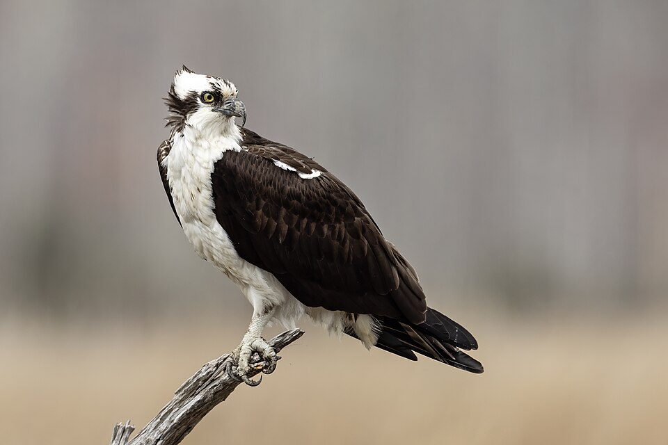 Western Osprey