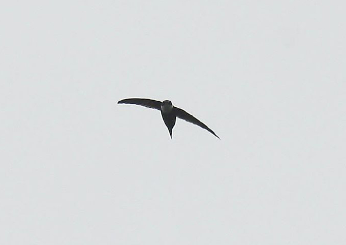 Lesser Swallow-tailed Swift