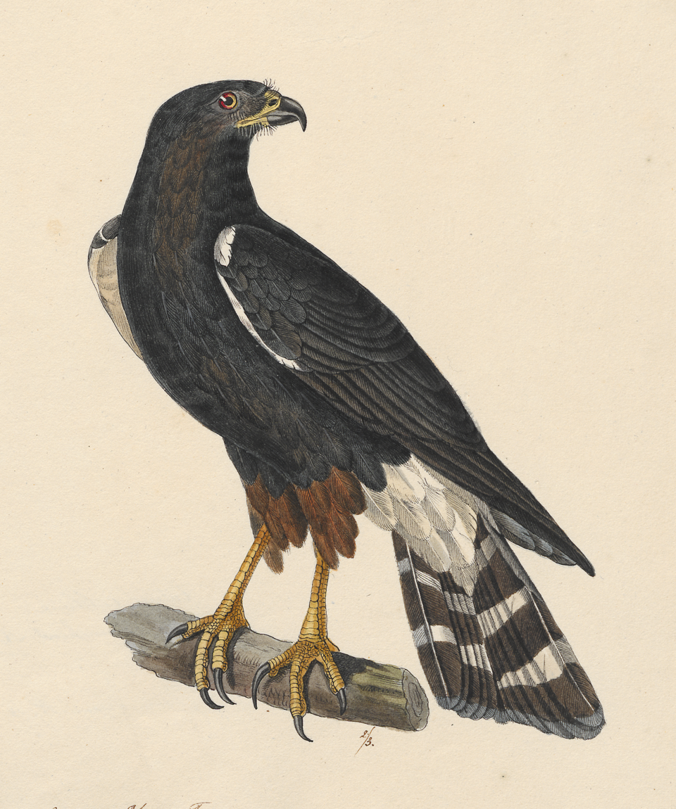 White-rumped Hawk