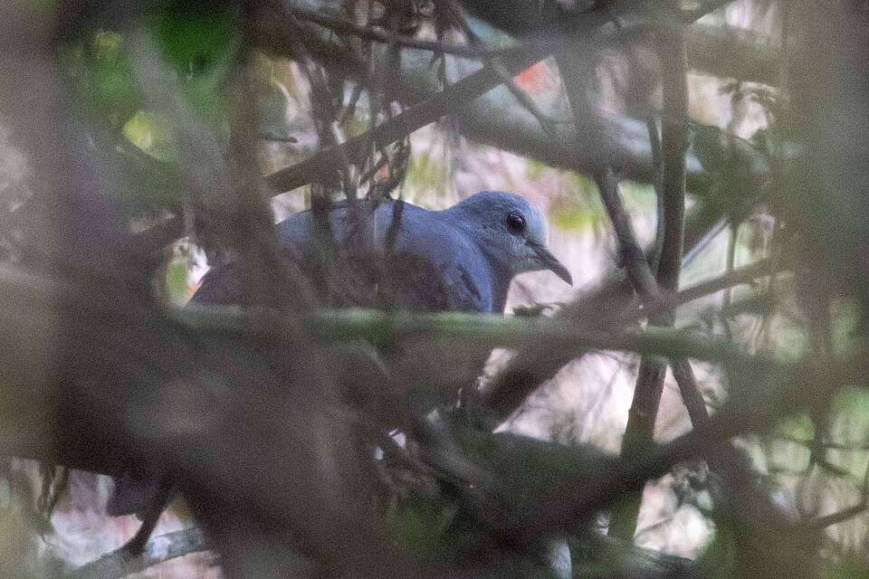 Maroon-chested Ground Dove
