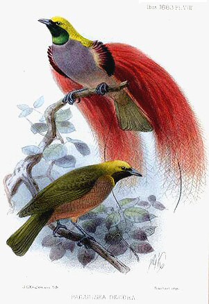 Goldie's Bird-of-paradise