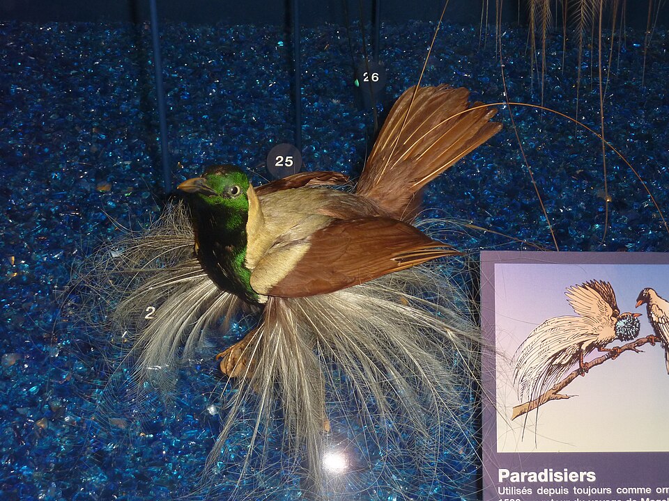 Emperor Bird-of-paradise
