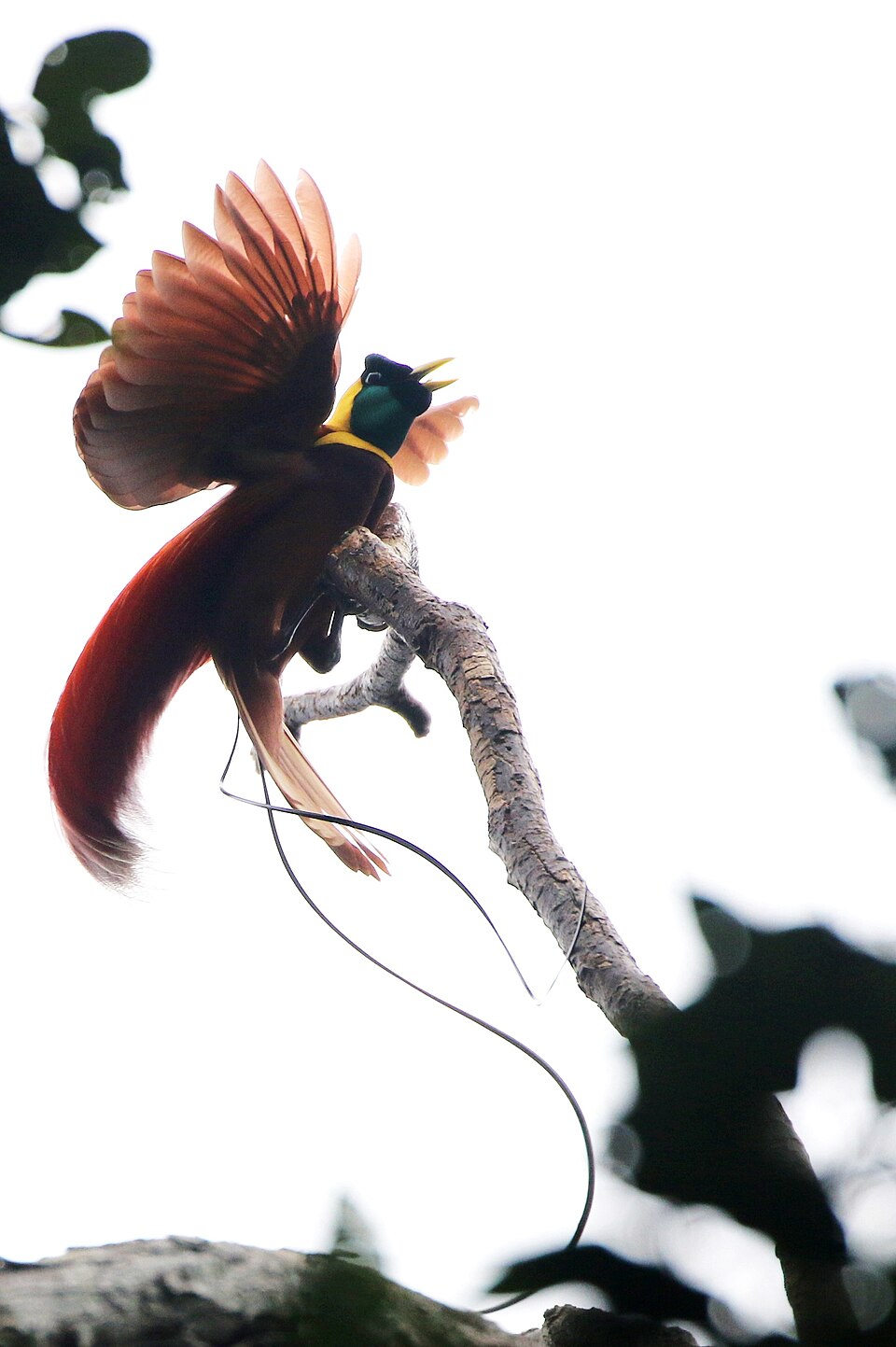 Red Bird-of-paradise