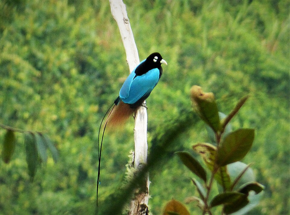Blue Bird-of-paradise