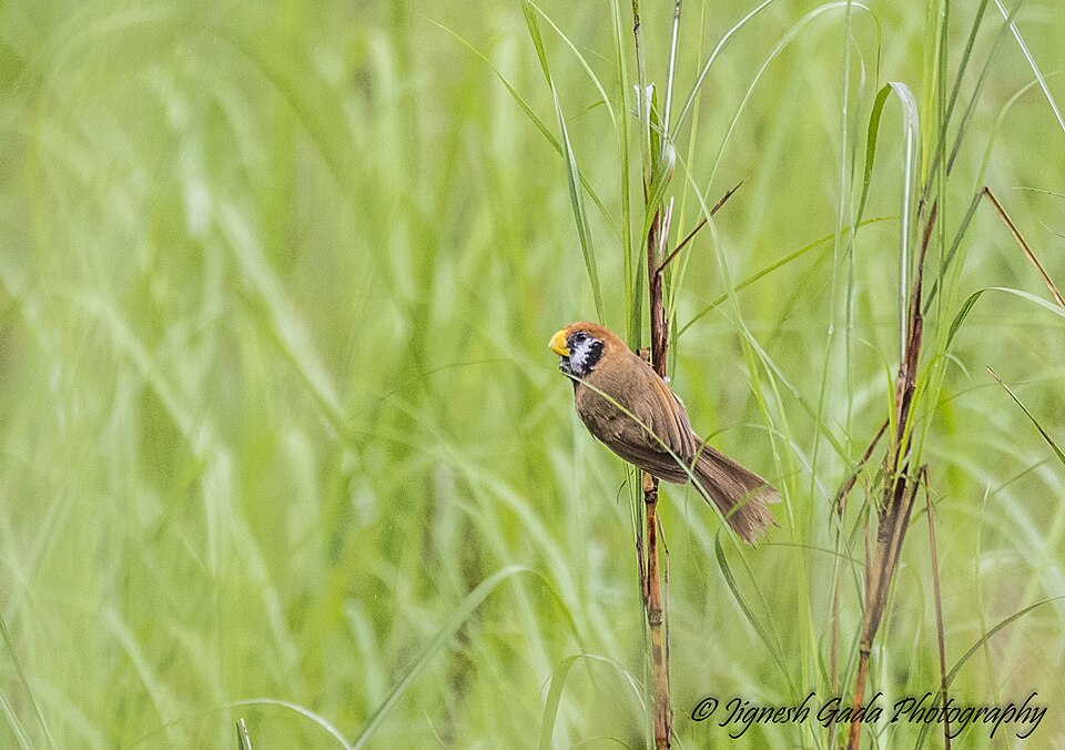 Black-breasted Parrotbill