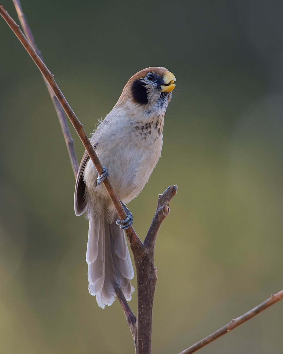Spot-breasted Parrotbill