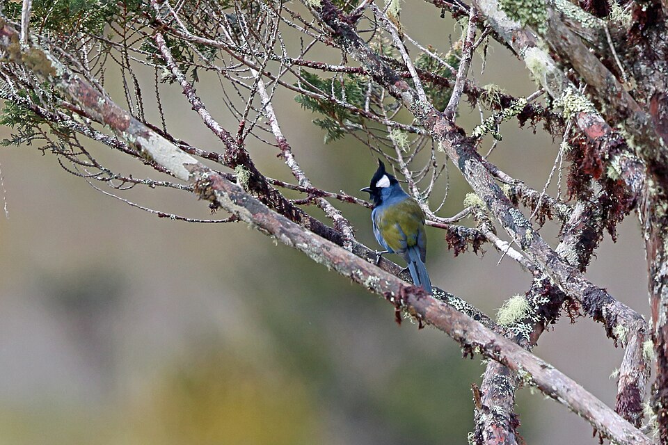 Western Crested Berrypecker
