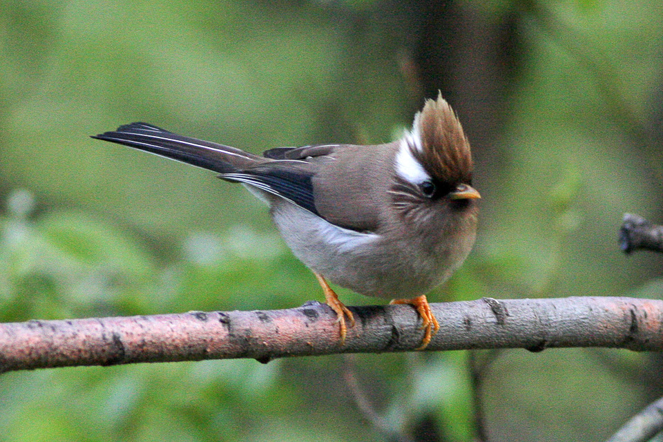 White-collared Yuhina